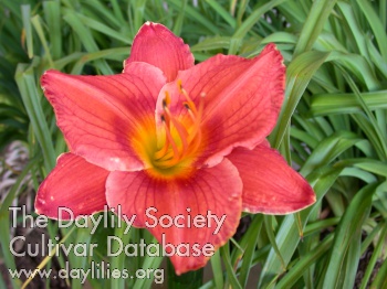 Daylily Aztec Furnace